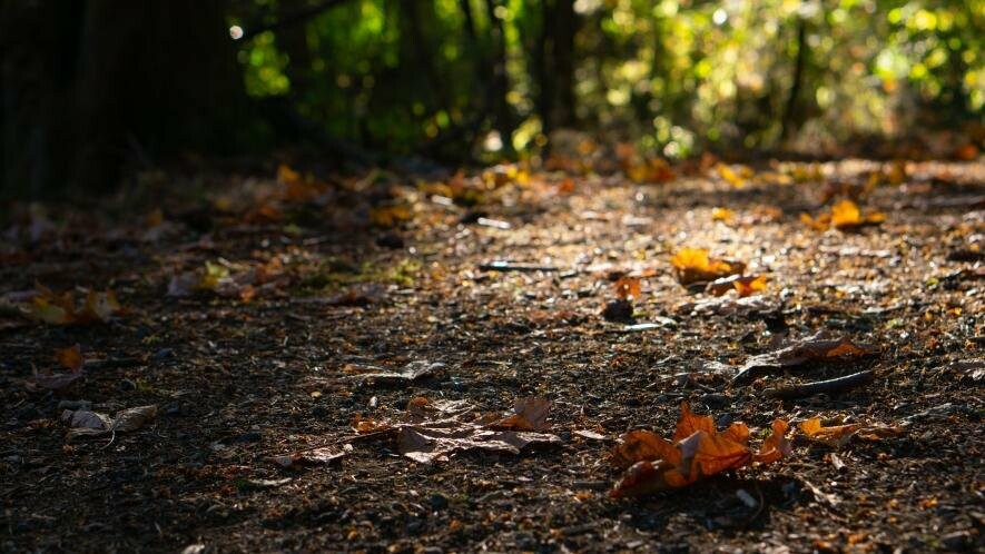 Leaves a trail. Парня тащат по листьям в лесу.